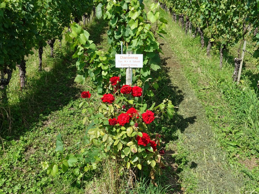 Chardonnay und Rosen