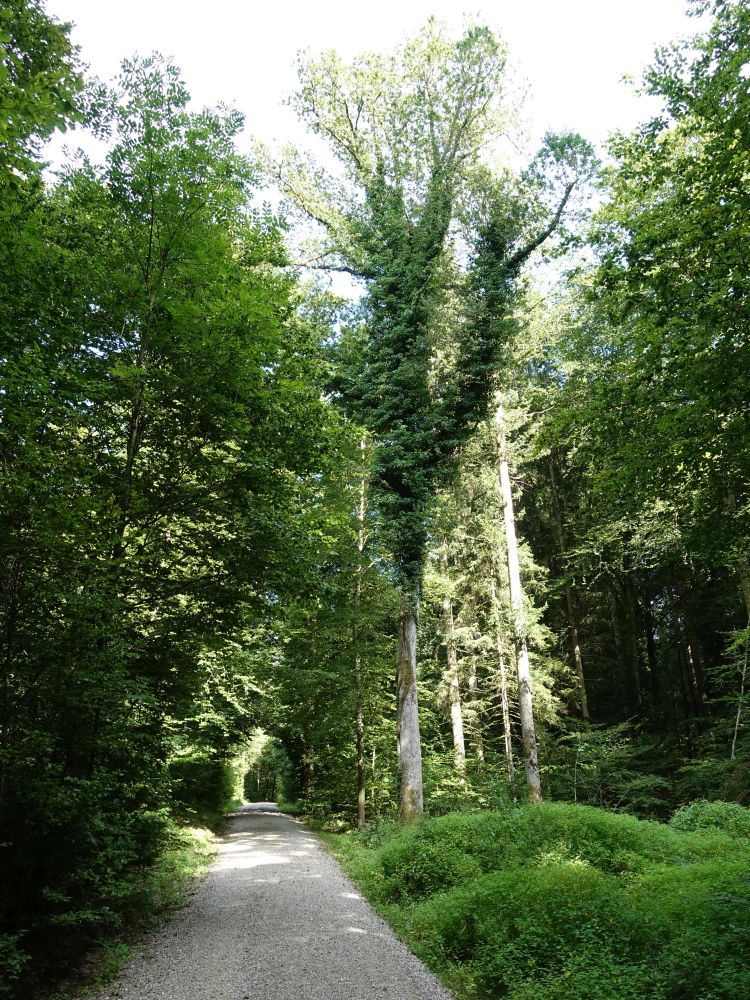 Talstrasse im Pfaffenholz