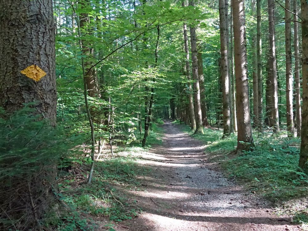 Waldpfad am Rossbuck