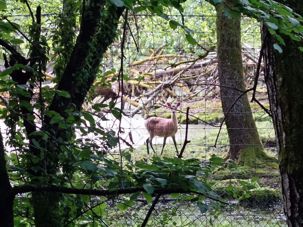 Hirsch im Tierpark