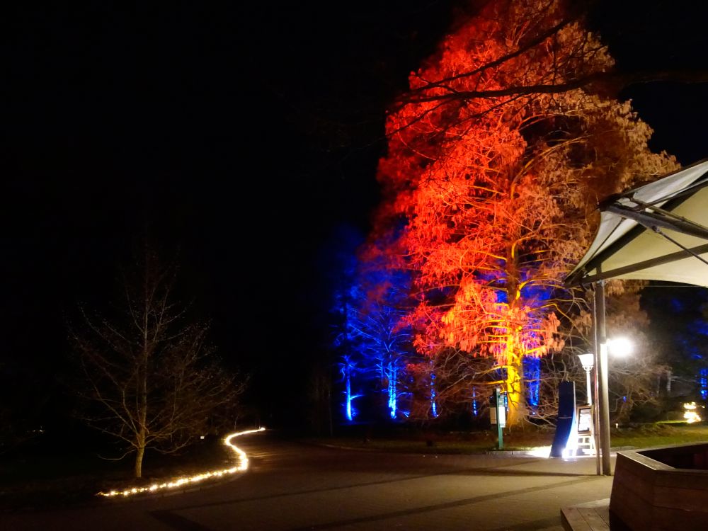 Baum bei Blumi