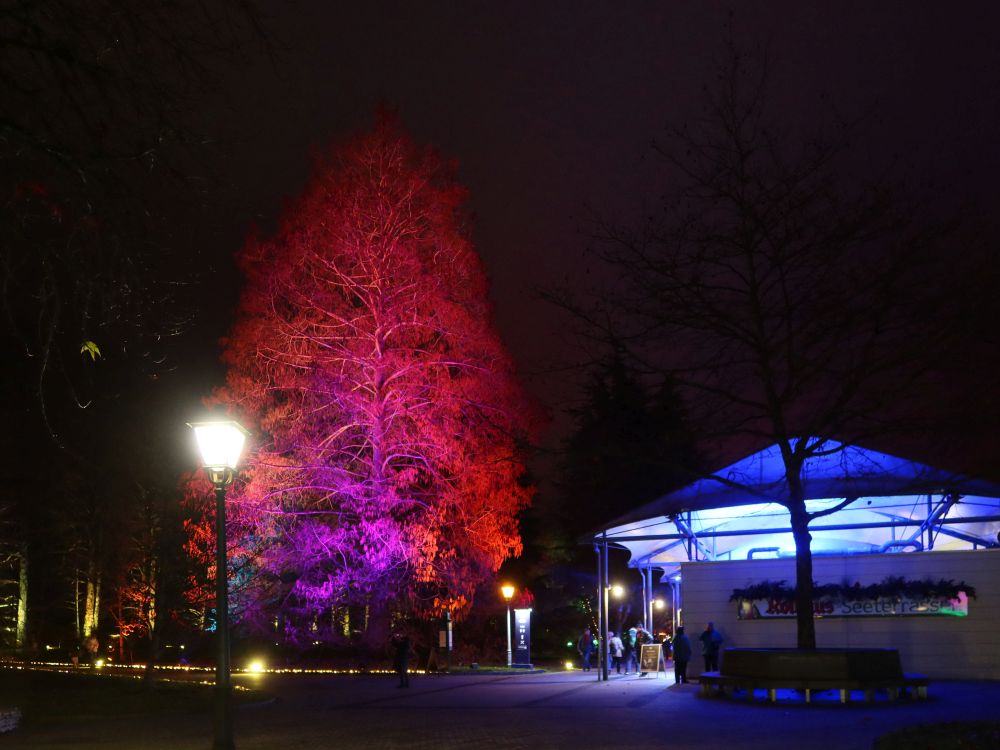roter Baum bei Seeterrassen