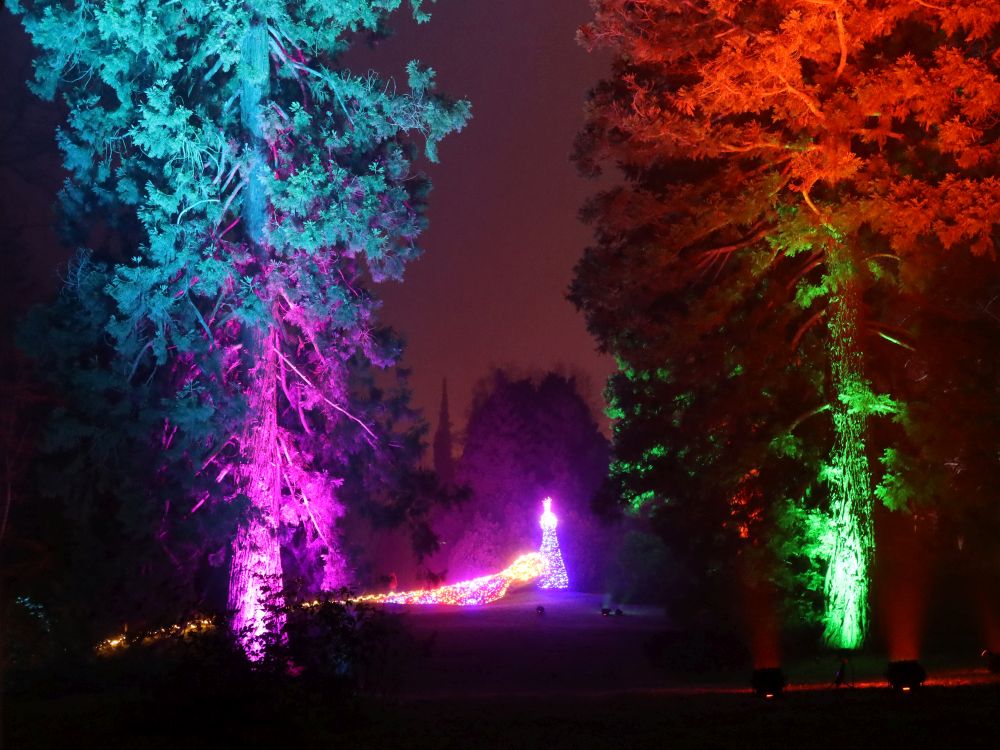 Pfau zwischen bunten Bäumen