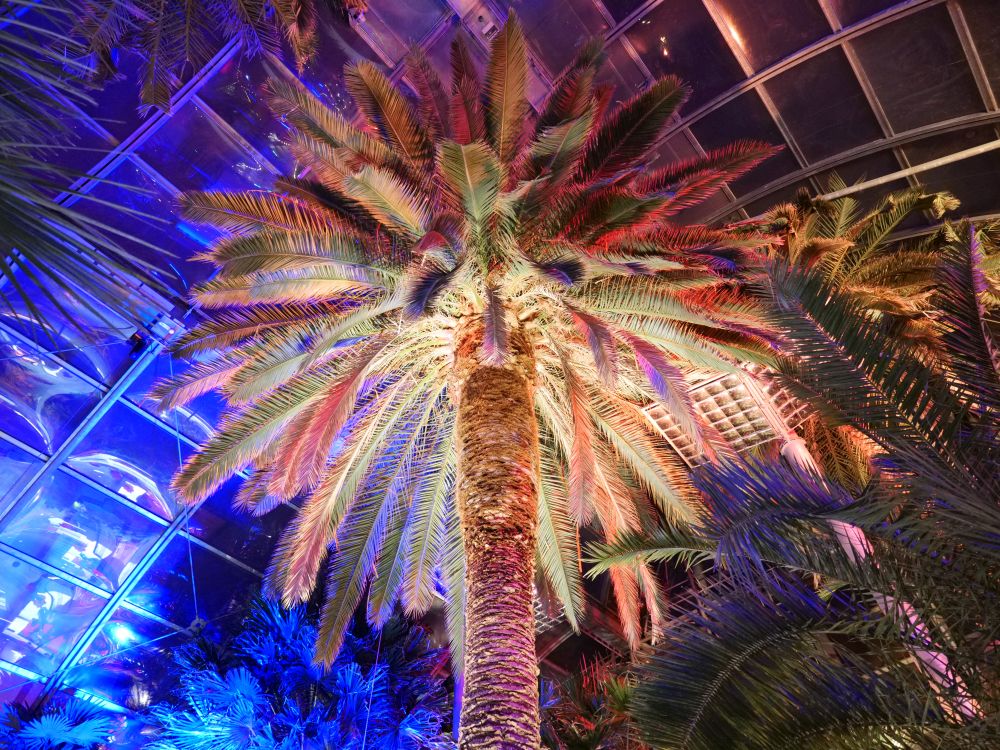 Palme im Palmenhaus