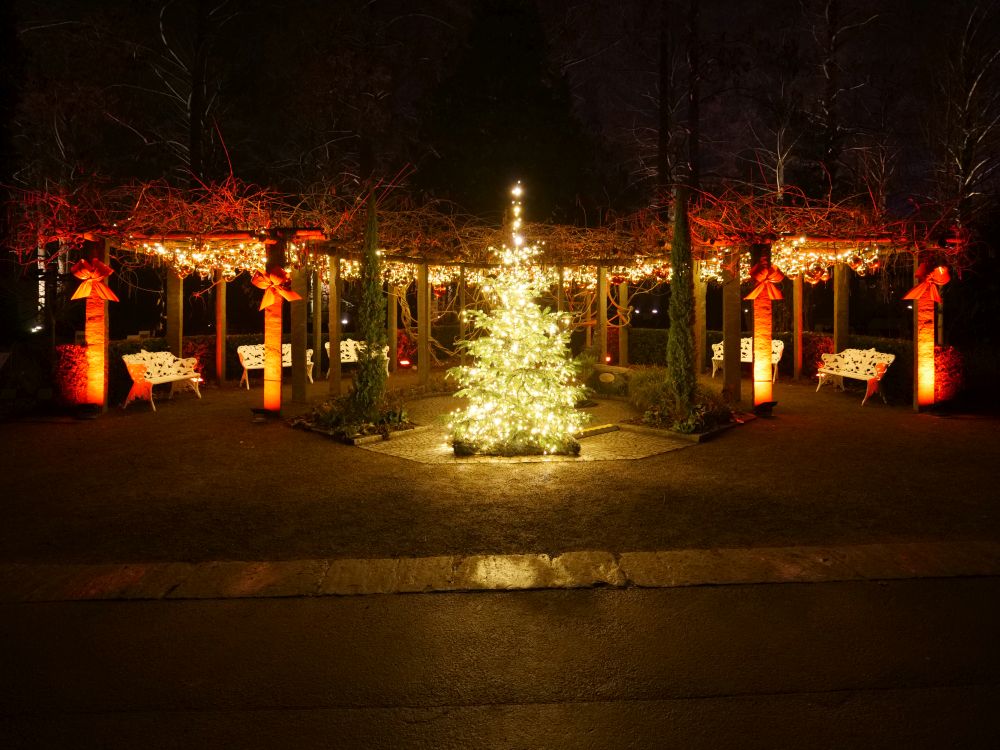 Tannenbaum im Herb Garden