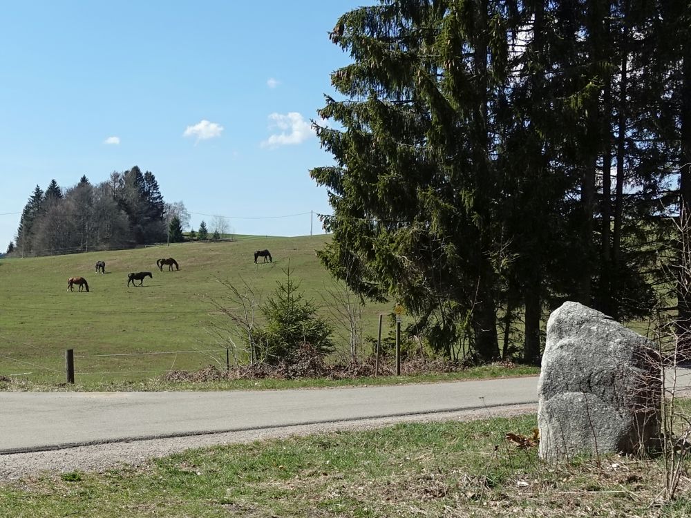 Pferdekoppel beim Kristall-Hof