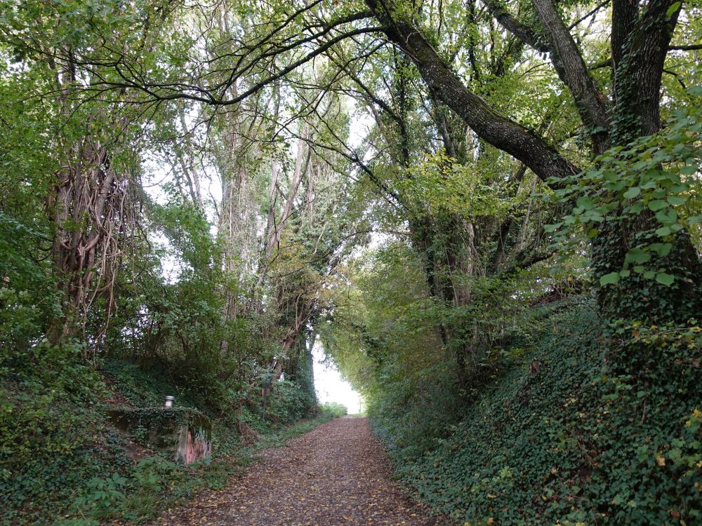 Wanderweg zum Duttenbühl