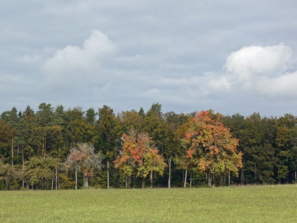 Herbstwald