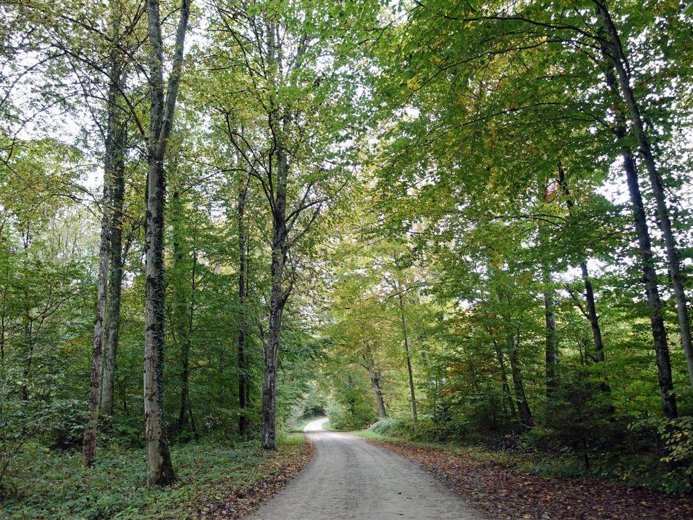 Waldweg