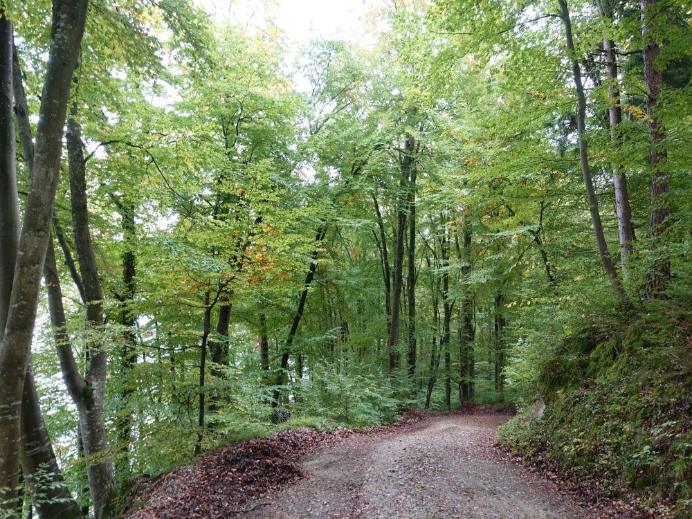 Waldweg