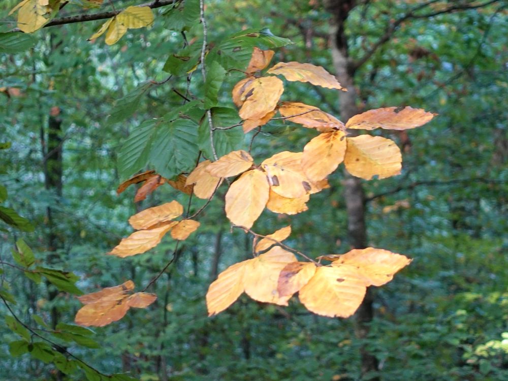 Herbstfarben