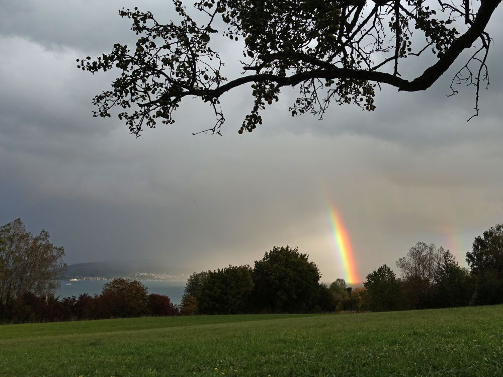 Regenbogen