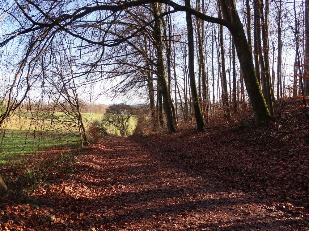 Waldweg