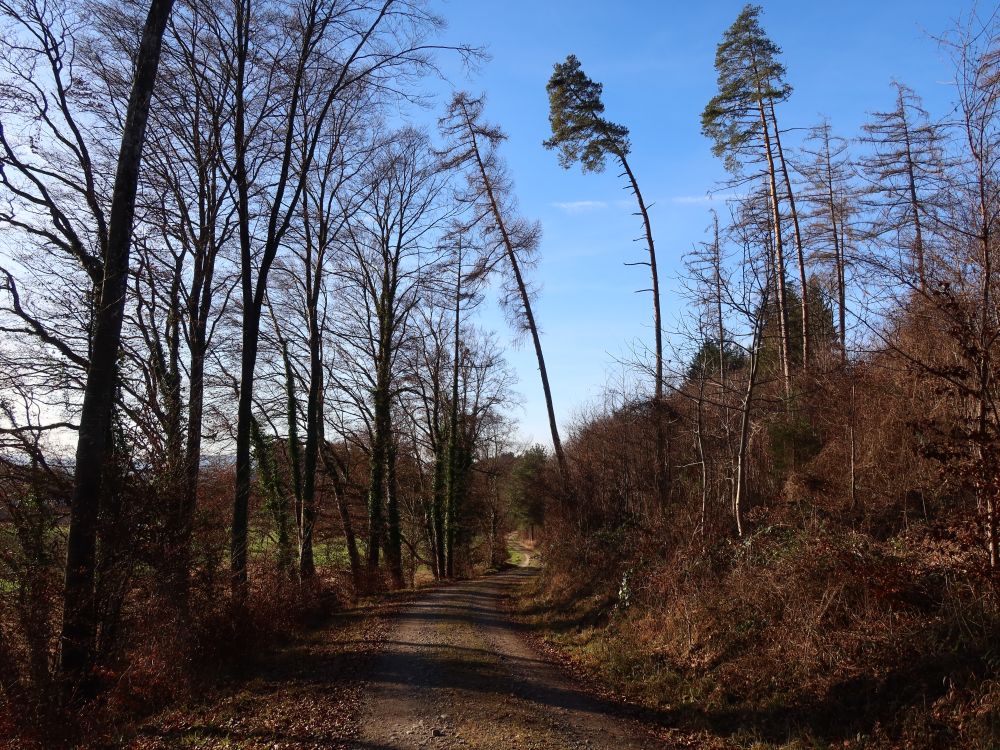 Waldweg