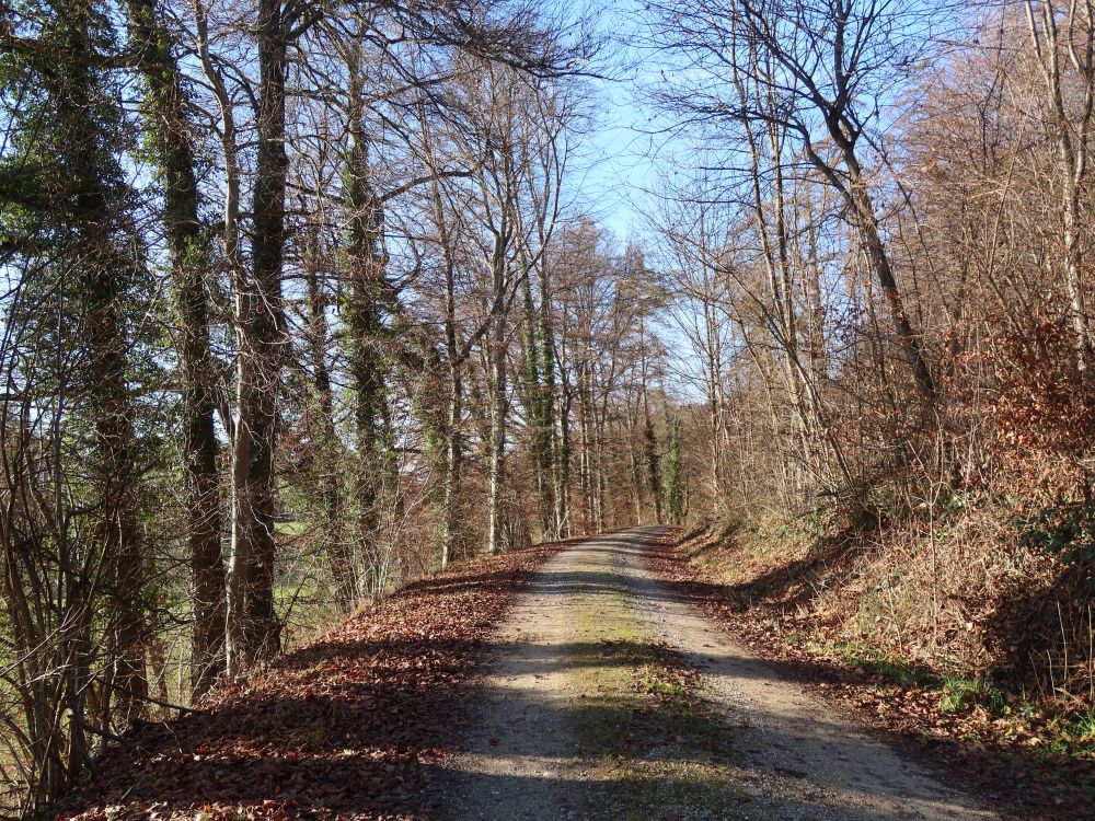 Waldweg