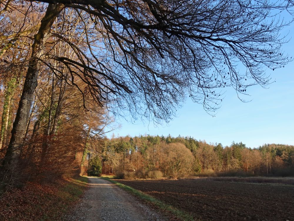 Weg am Schalmenried