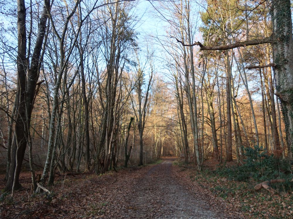 Waldweg