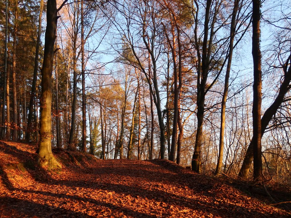 Waldweg