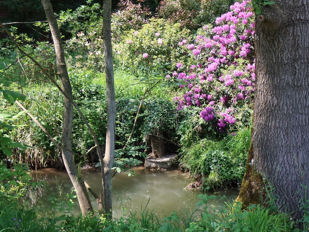 Blüten am Geisslibach