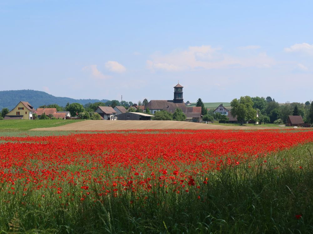 Mohnfeld und Kirche von Basadingen