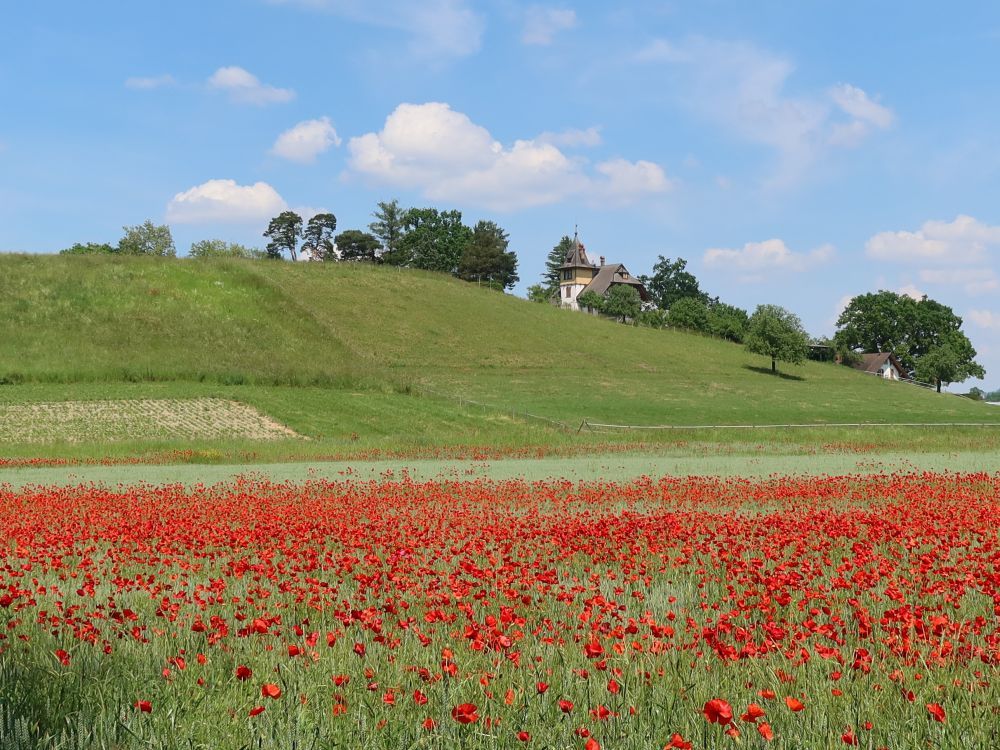 blühendes Mohnfeld und Eichbühl