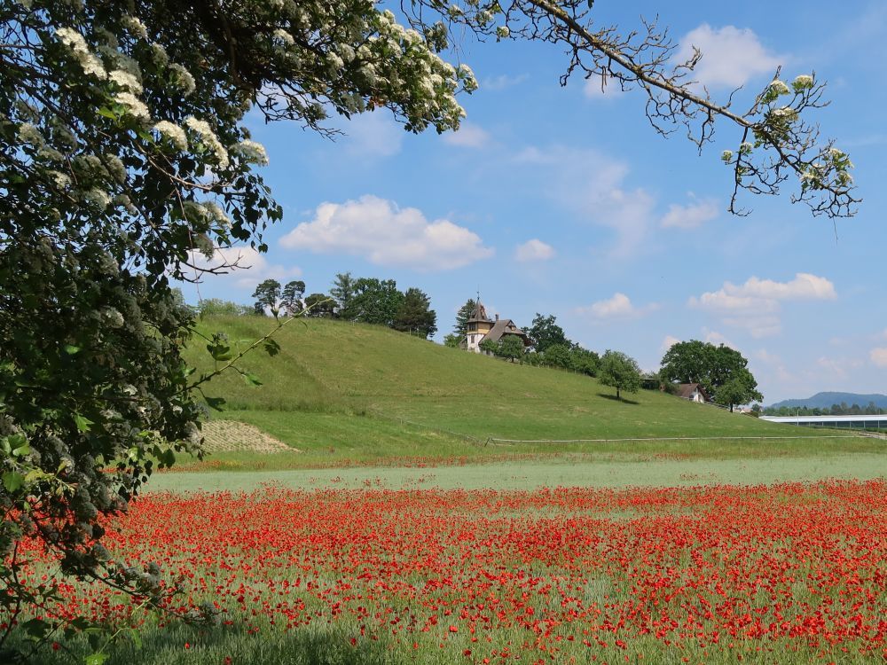 blühendes Mohnfeld und Eichbühl