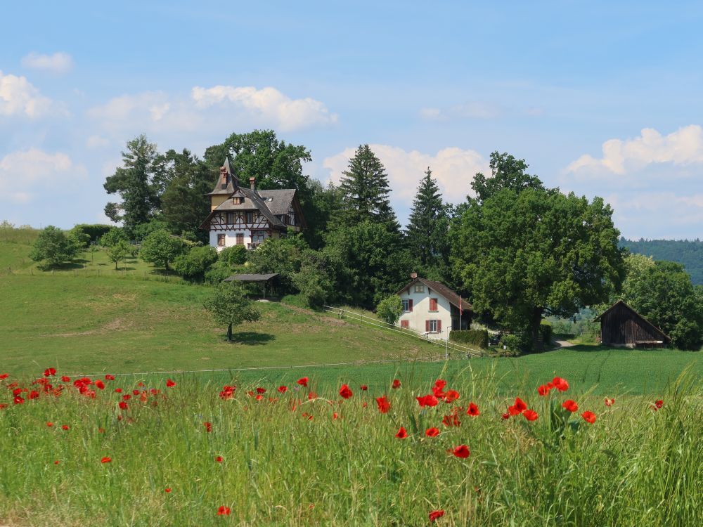 Eichbühl mun Mohnblüte