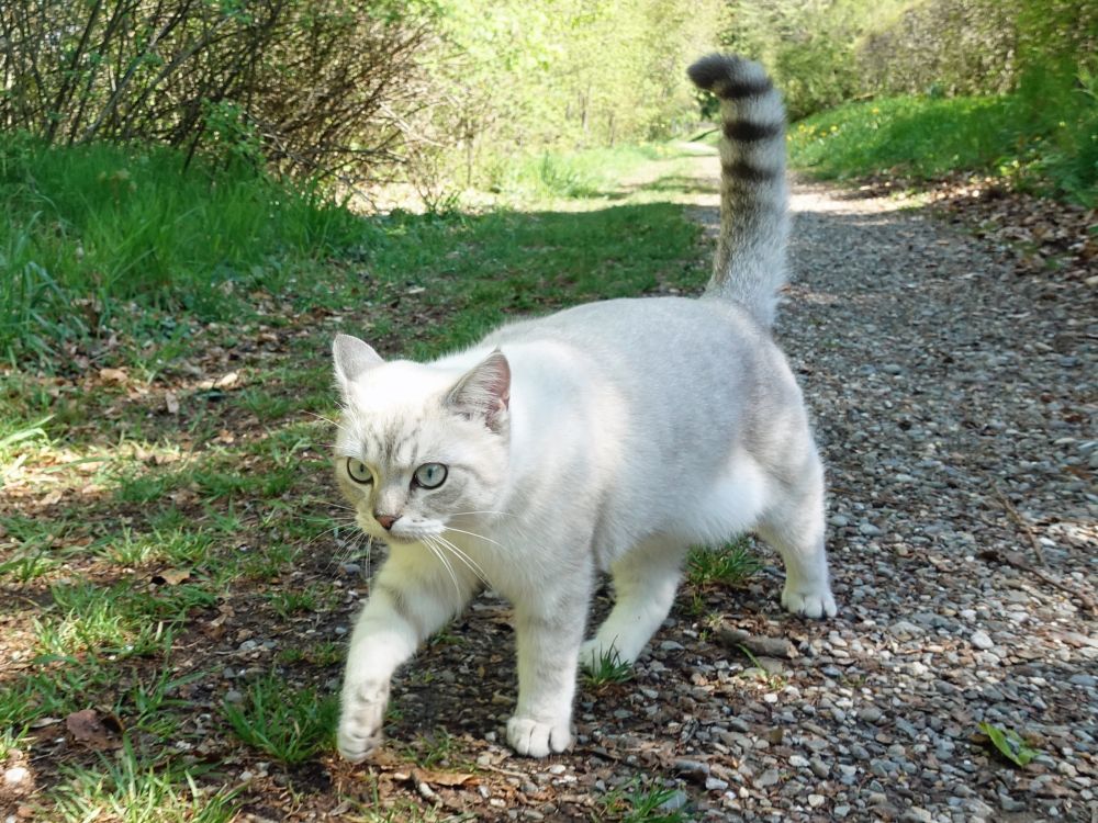 Wanderkatze bei Inzigkofen