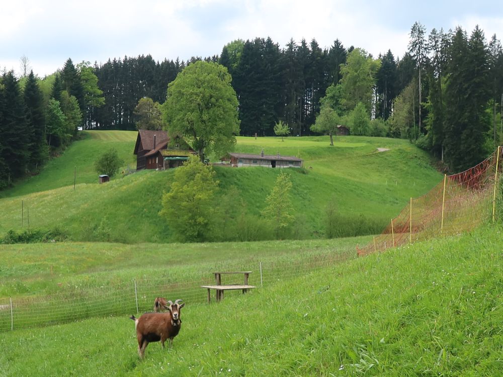 Ziege bei Zuckenmatt