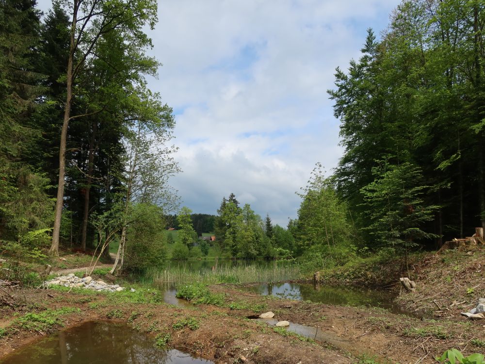 Teich bei Zuckenmatt