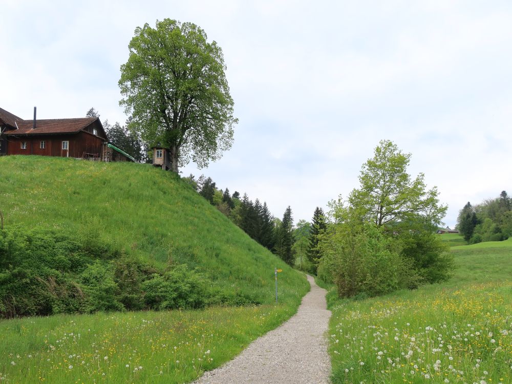 Wanderweg bei Zuckenmatt