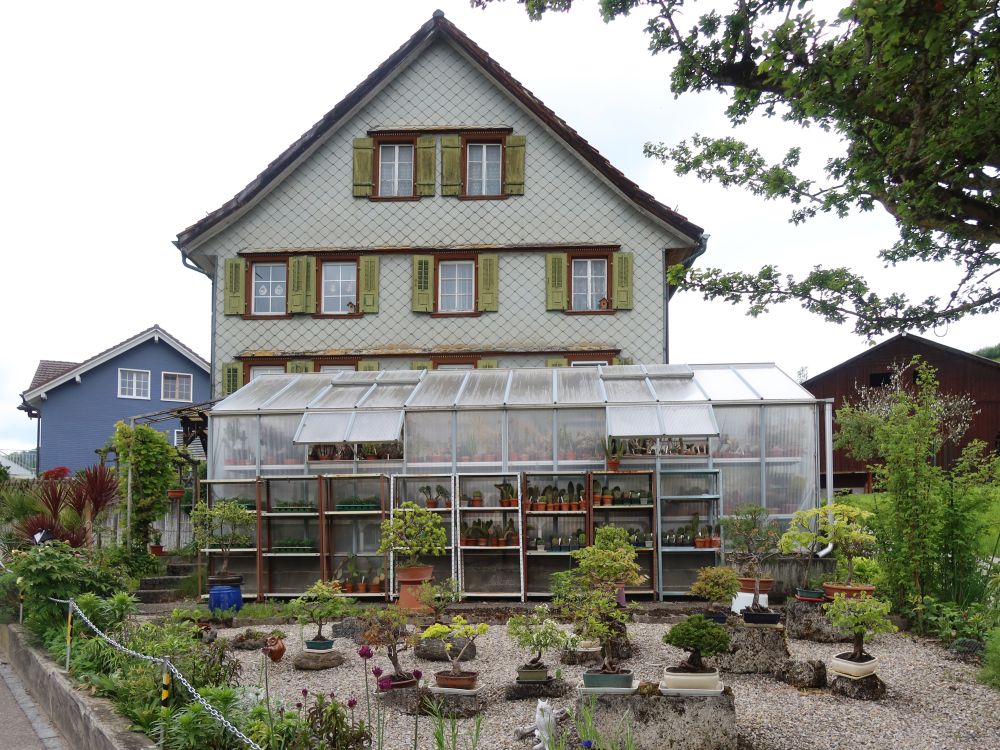 Kakteen und Bonsai