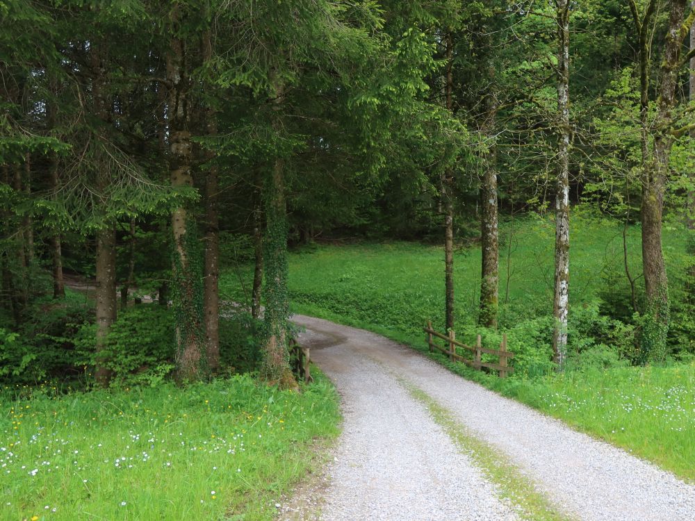 Waldweg bei Schluchen