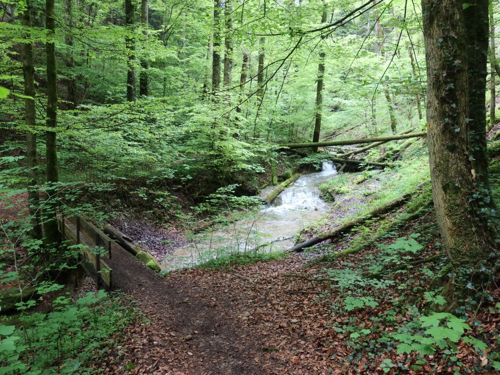 Stag im Dachstobel