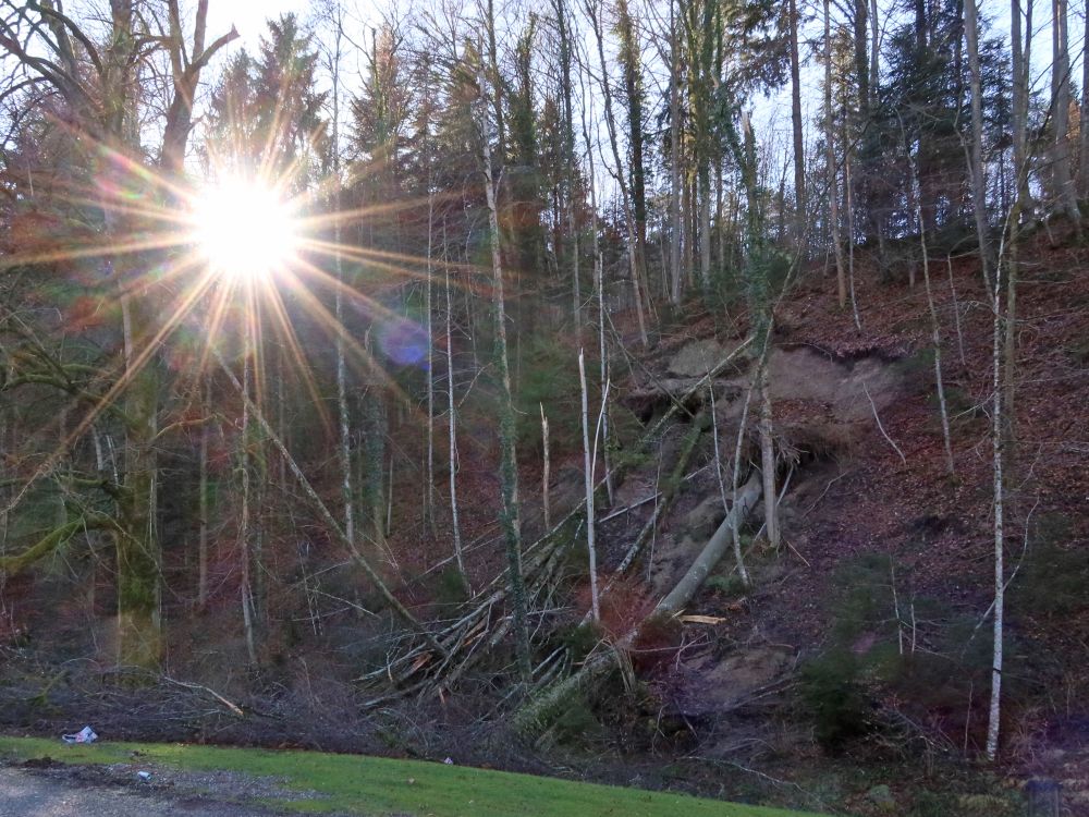 Sonnenstern zwischen den Bäumen