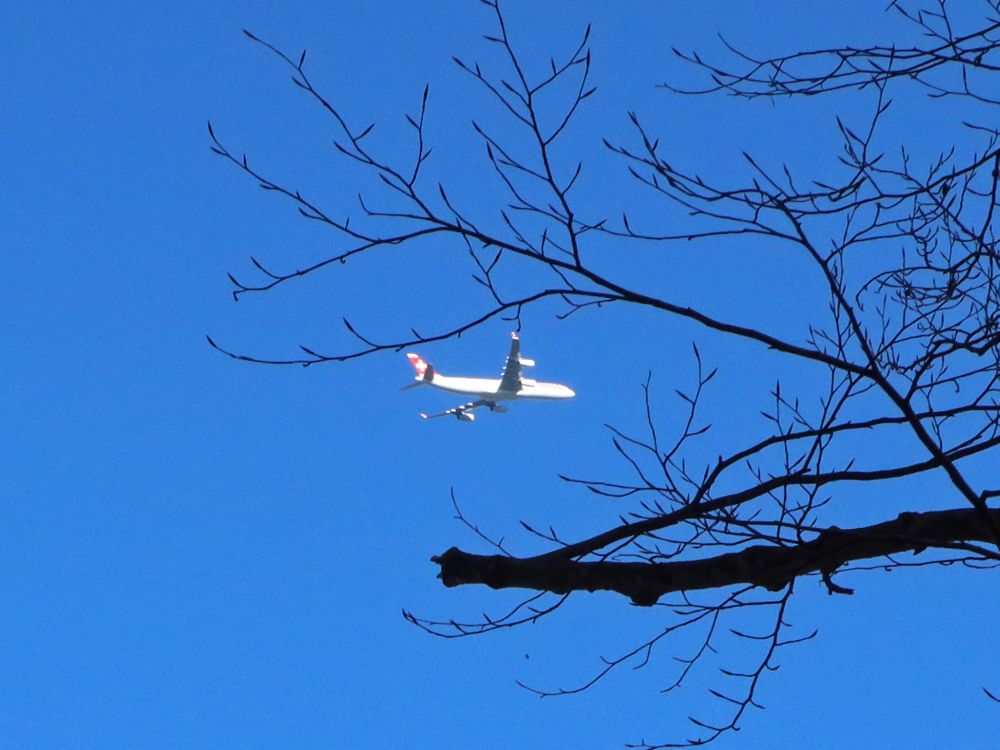 Flugzeug zwischen Ästen