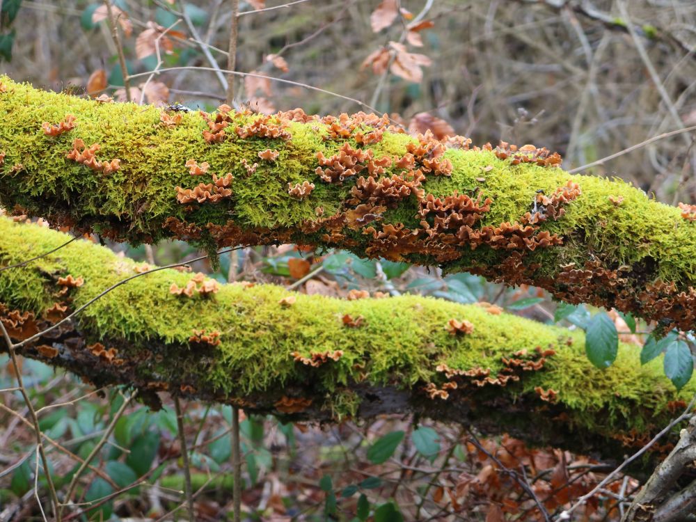 Pilze im Moos