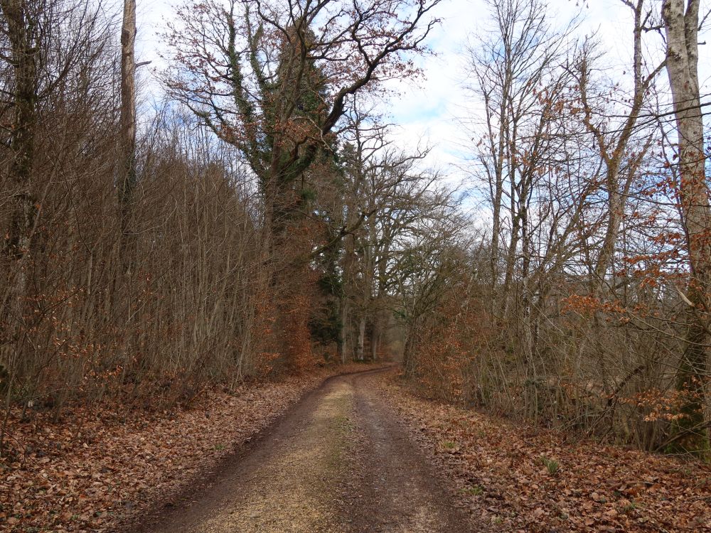 Waldweg