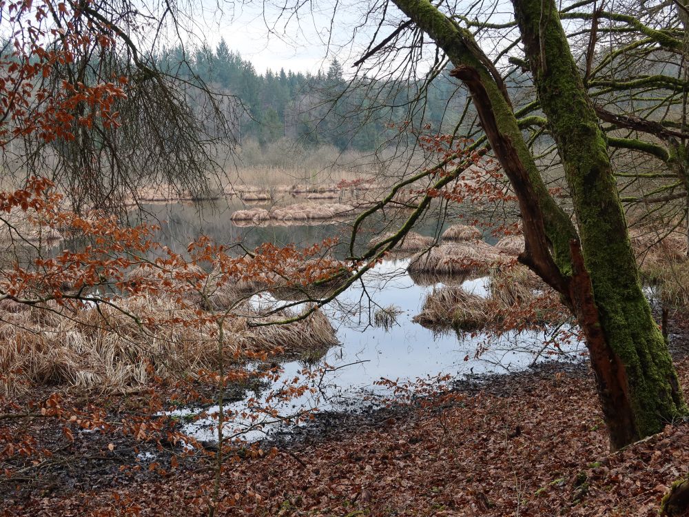 Weiher im Dingelsdorfer Ried