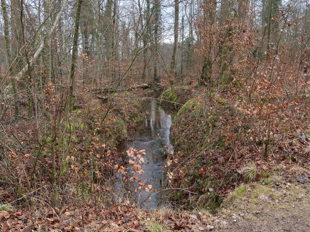 Bach im Wald