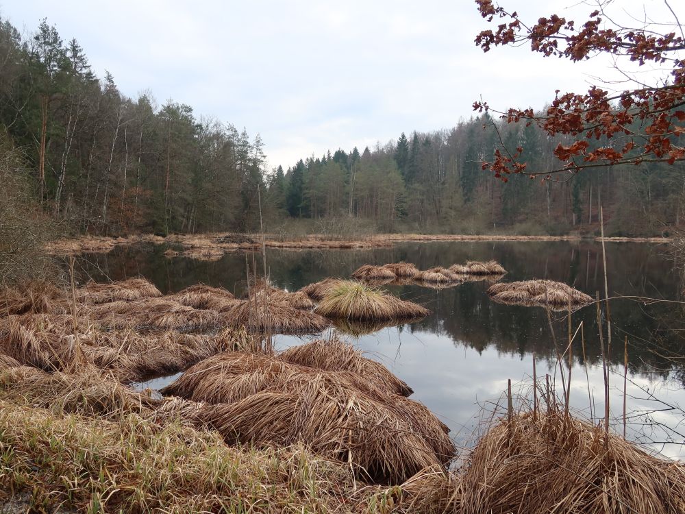 Dingelsdorfer Weiher