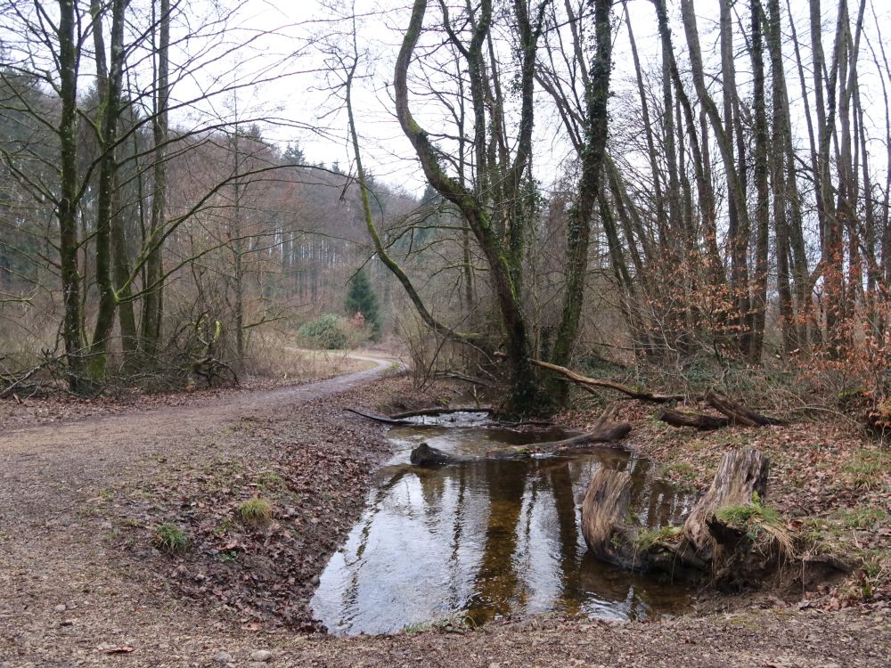 Tümpel am Wegesrand