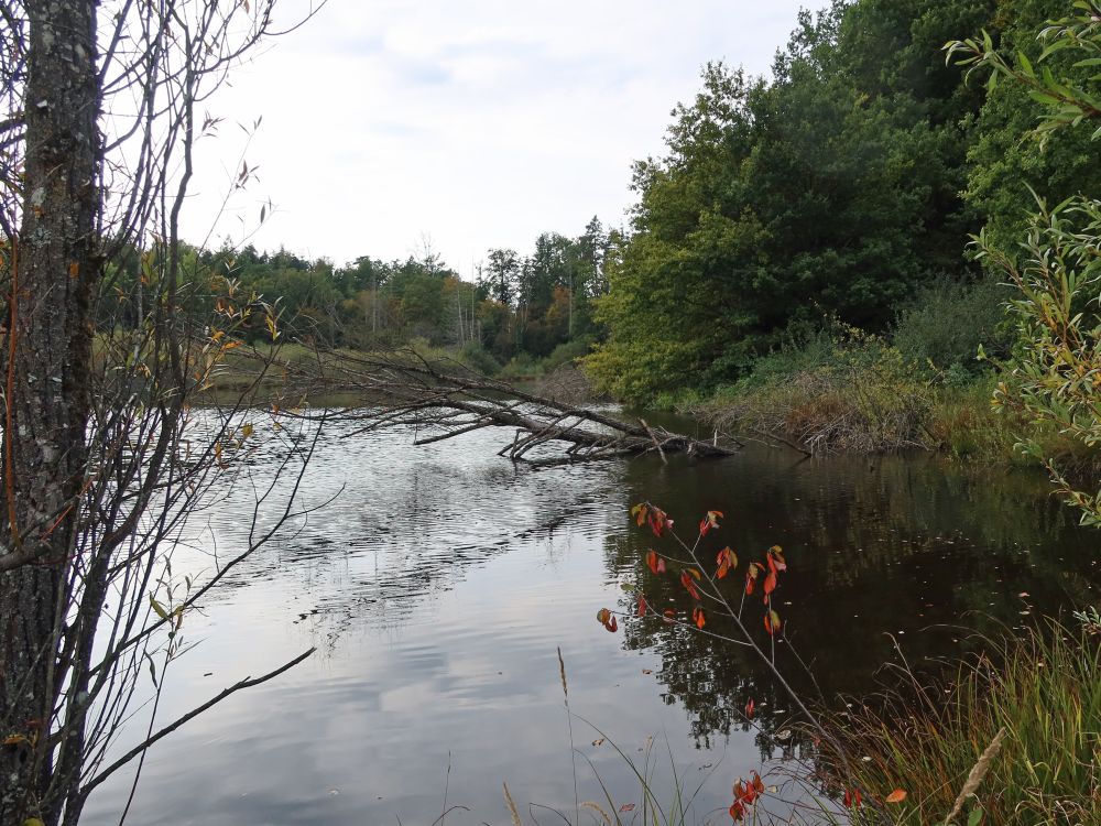 Dingelsdorfer Weiher