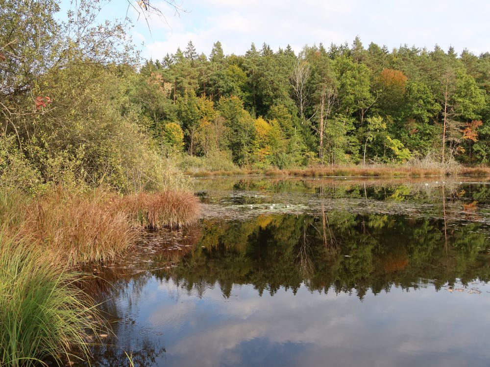 Dingelsdorfer Weiher