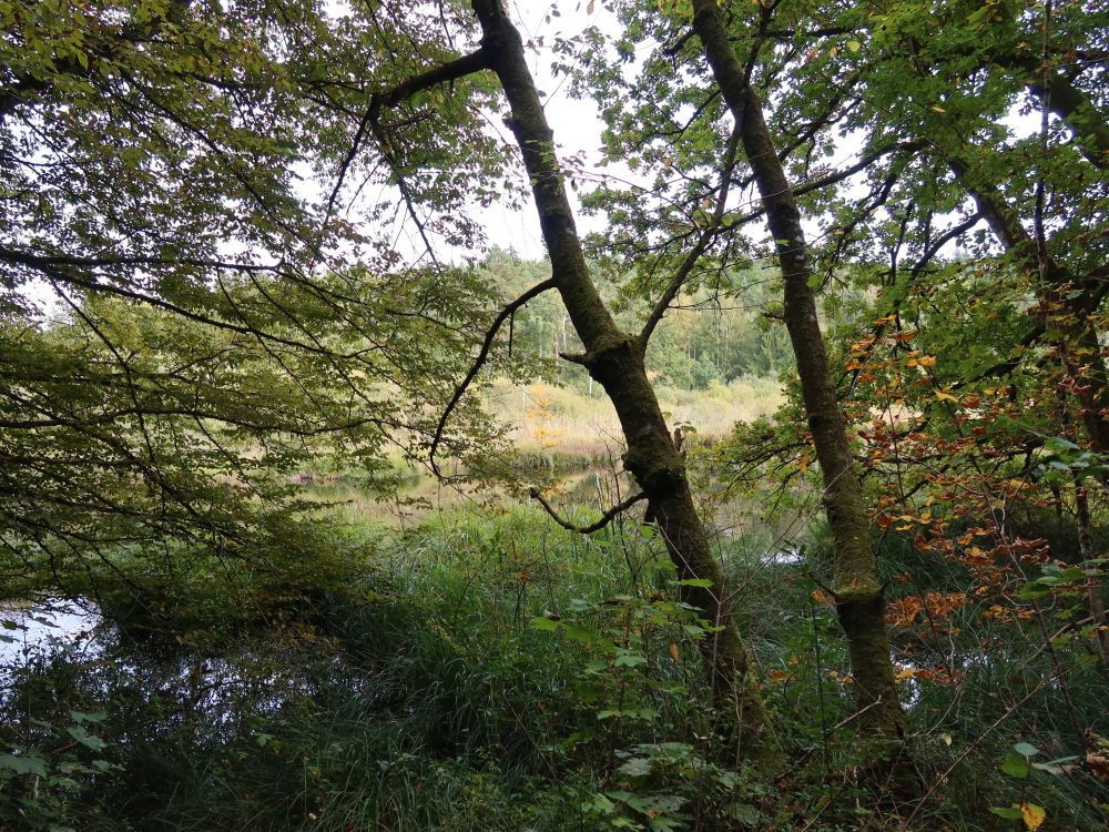 Dingelsdorfer Ried