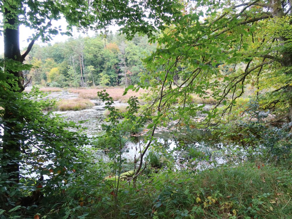 Dingelsdorfer Weiher