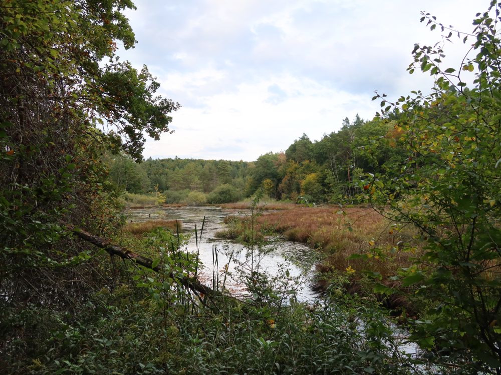 Dingelsdorfer Weiher