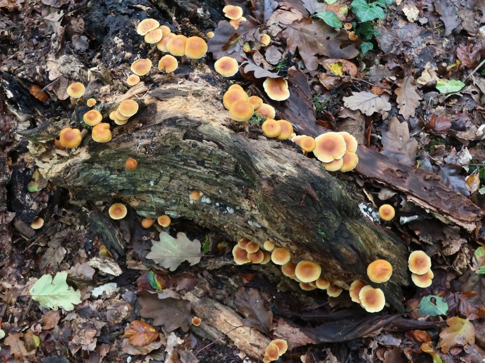 Pilze