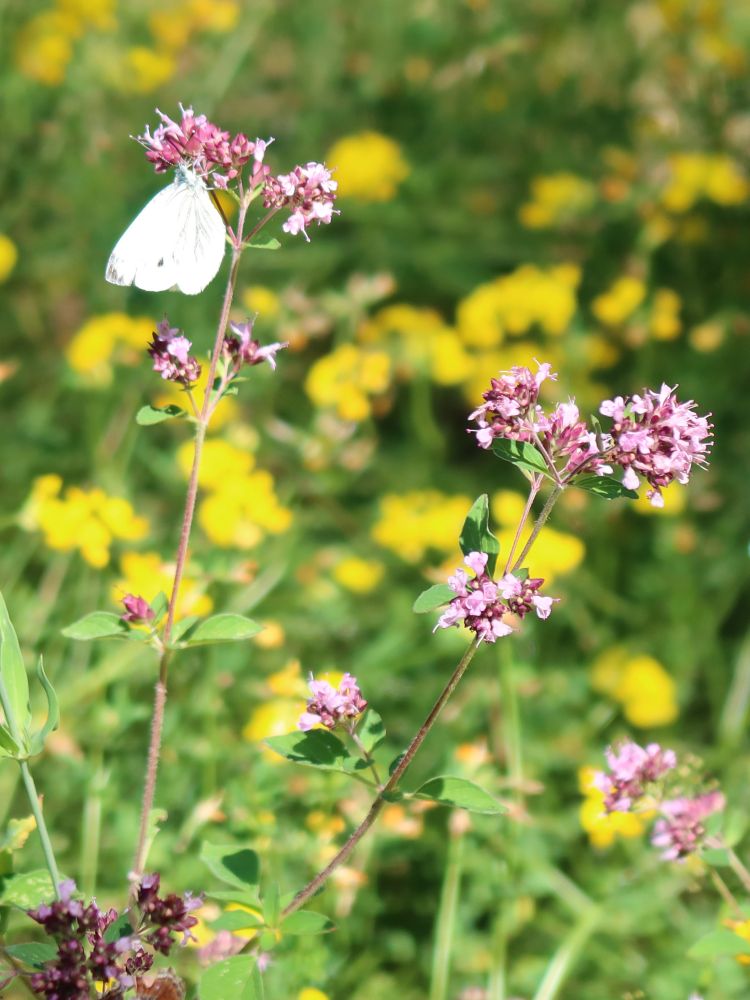 Schmetterling Weissling auf Dost