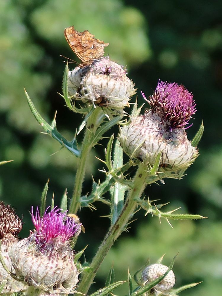 Schmetterling auf Kratzdistel